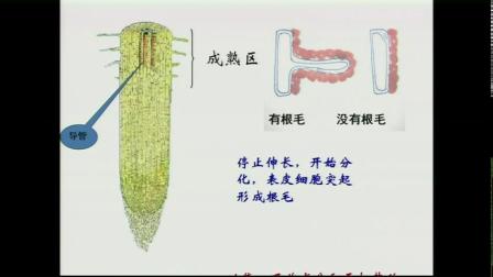 《第二节 植物根的生长》教学视频实录-苏教版初中生物七年级上册
