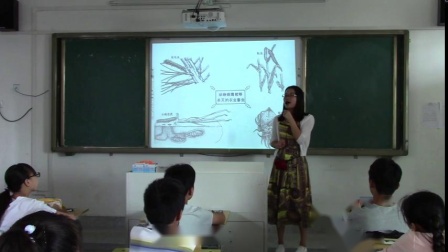 《第三节 神奇的微生物》优质课课堂展示视频-苏教版初中生物八年级上册