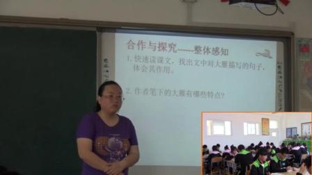 《7＊ 大雁归来》教学视频实录-部编版初中语文八年级下册