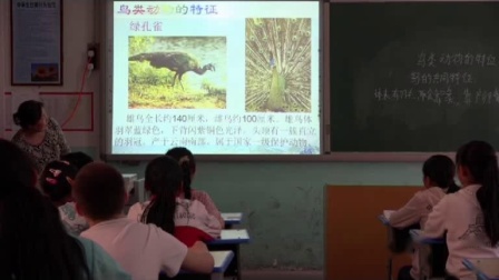 《3 鸟类动物的特征》优质课课堂展示视频-冀人2001版小学科学六年级上册
