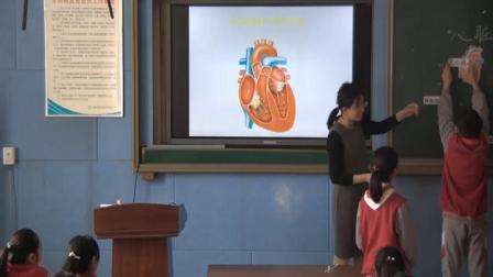 《3. 心脏和血管》课堂教学实录-青岛2001版小学科学五年级下册