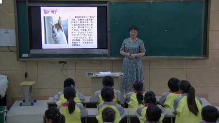 《17. 猫和兔》优质课课堂展示视频-青岛五四学制2001版小学科学三年级下册