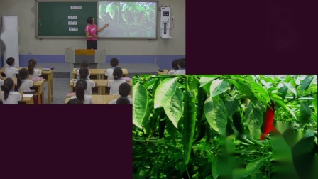《2 多彩的花》课堂教学视频实录-人教鄂教2017版小学科学一年级下册