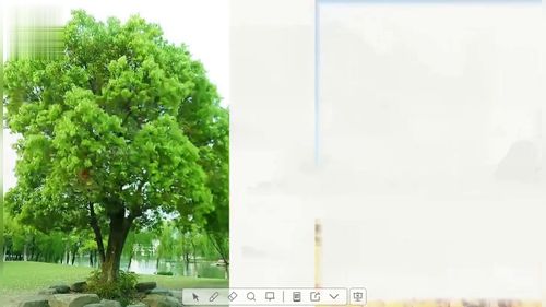 《白杨礼赞》部编版八上语文2025中学语文青年教师依标教学展示课视频