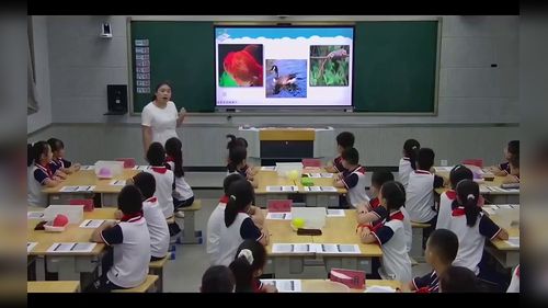 《动物的皮肤》青岛版三上科学展示课视频