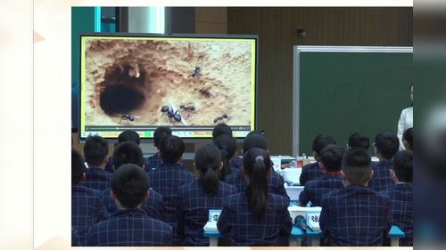《蜂巢中的数学》人教版六年级数学2025第25届小学数学课堂教学观摩研讨课视频