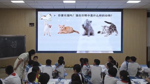 《猫》部编版四下语文2026小学语文主题教研活动展示课视频