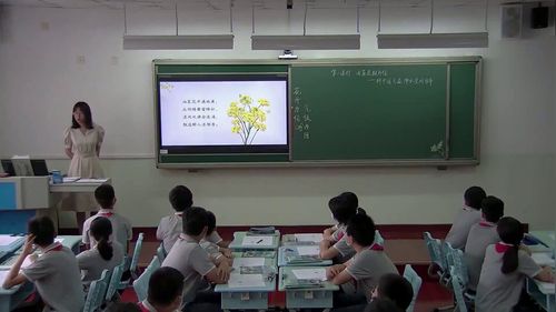 《油菜花期为信，析中国气温、降水空间分布》初中地理展示课视频
