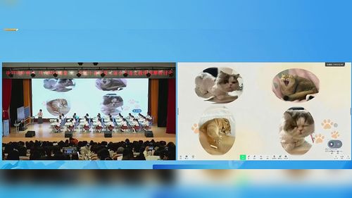 《猫》部编版四下语文2026十省市第三届小语教学观摩研讨课视频