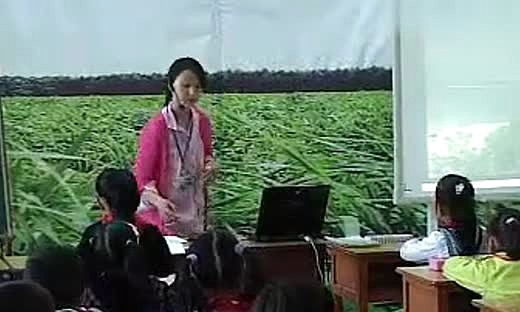 教学评比：鸟岛（李燕）—小学六年级语文优质课展示