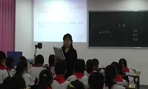 小学四年级语文优质课视频《朱鹮飞回来了》张涛