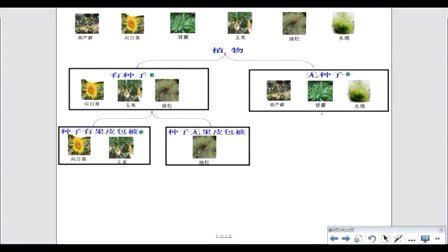 生物微课视频《植物的分类》