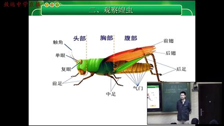 初一生物《昆虫》教学视频-嵇建军
