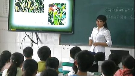 人教版八年级生物上册《细菌和真菌在自然界中的作用》教学视频,重庆市