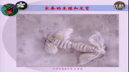人教版八年级生物下册《昆虫的生殖和发育》教学视频,天津市
