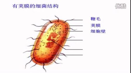 初中生物人教版八年级《细菌的形态结构和生殖》名师微型课  北京谭荣誉