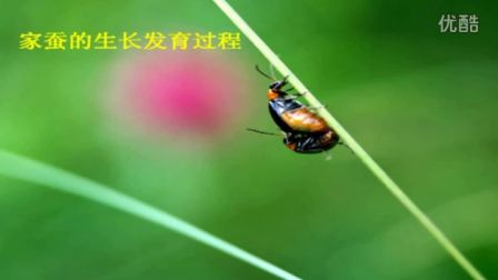 初中生物人教版八年级《昆虫的生殖和发育》名师微型课  北京谭荣誉