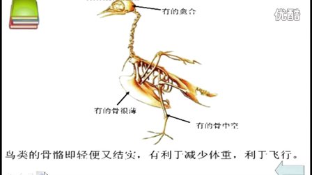 初中生物人教版八年级《空中飞行的动物》名师微型课  北京谭荣誉