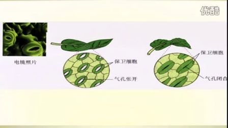初中生物人教版七年级《绿色植物参与生物圈的水循环》名师微型课 北京钱冲