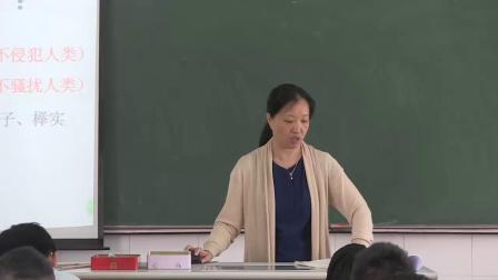 苏教版语文七下4.15《松鼠》课堂教学视频-曹瑾