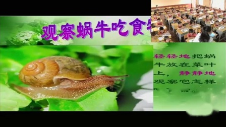 《蜗牛（二）》教科版小学科学三上-广西-韦晓洁