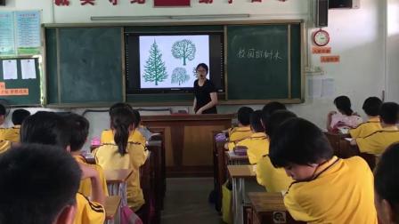 《校园的树木》教科版小学科学三上-广东-周嘉敏