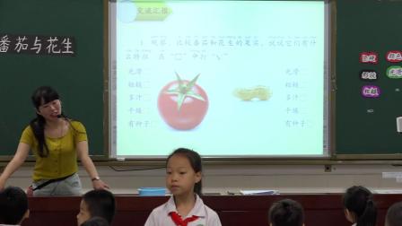 二年级上册视频课堂实录-第4课《番茄与花生》粤教版（陈惠玲）