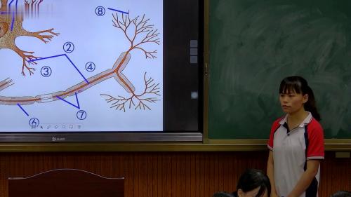 《神经系统的组成》公开课视频-人教版七年级生物
