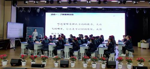 《蜜蜂》部编版三下语文新课标2025研讨课视频