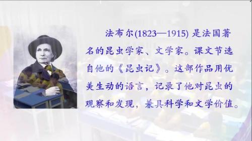 《蜜蜂》2025公开课三年级下册部编版语文-王林波-新课标小学语文任务群