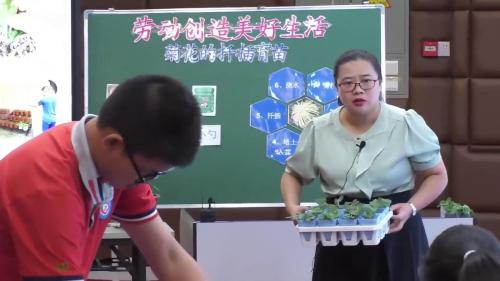 《劳动创造美好生活一菊花的扦插育苗》2025小学劳动课视频